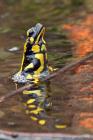Feuersalamander
